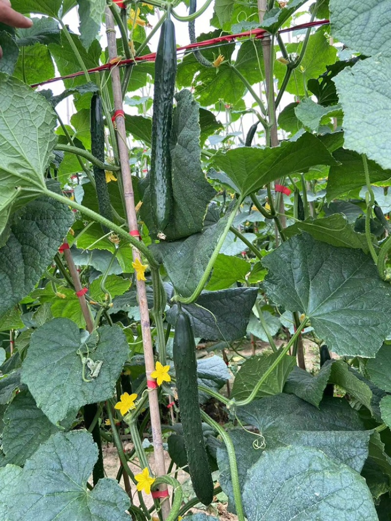 新超越密刺感产早熟耐热品种雌花较密易管理
