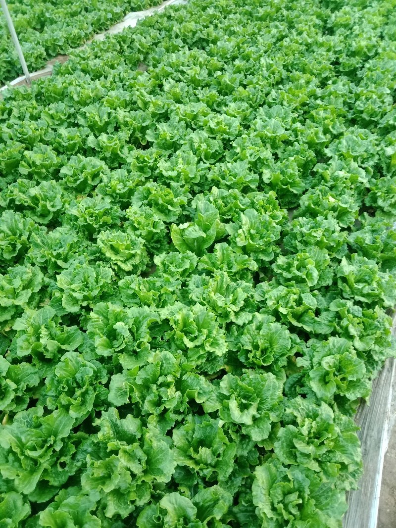 意大利大棚生菜，现已上市，颜色翠绿，口感酥脆。