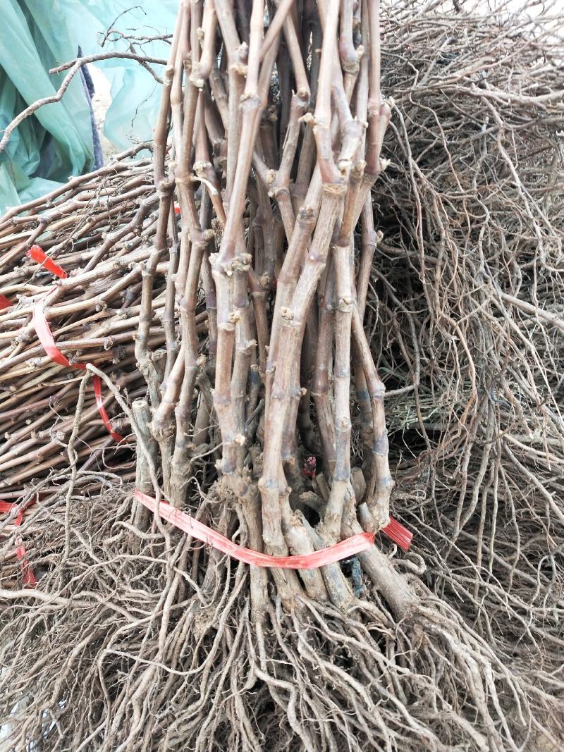 茉莉香葡萄树苗精品果树苗品种，价格实惠质量保证
