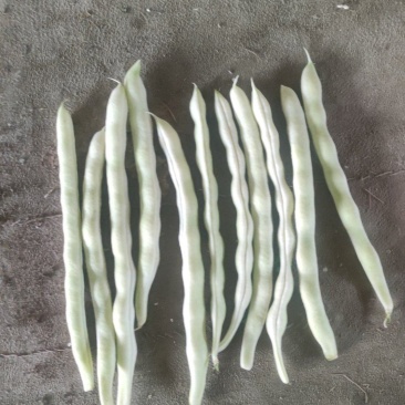 精品白芸豆