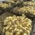 皖浦公大三花母鹅，已打疫苗70天出栏均重8.5斤售后无忧