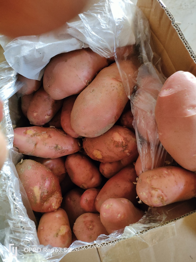 青薯9号土豆三两以上精品，三两以上精品。