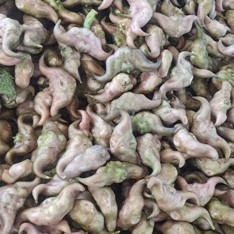 优质早菱角