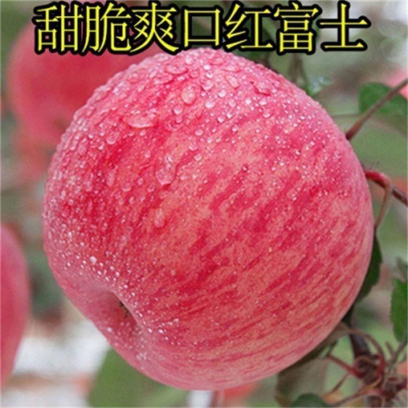 正宗嫁接众诚三号红富士苹果树苗盆栽地栽南北方种植