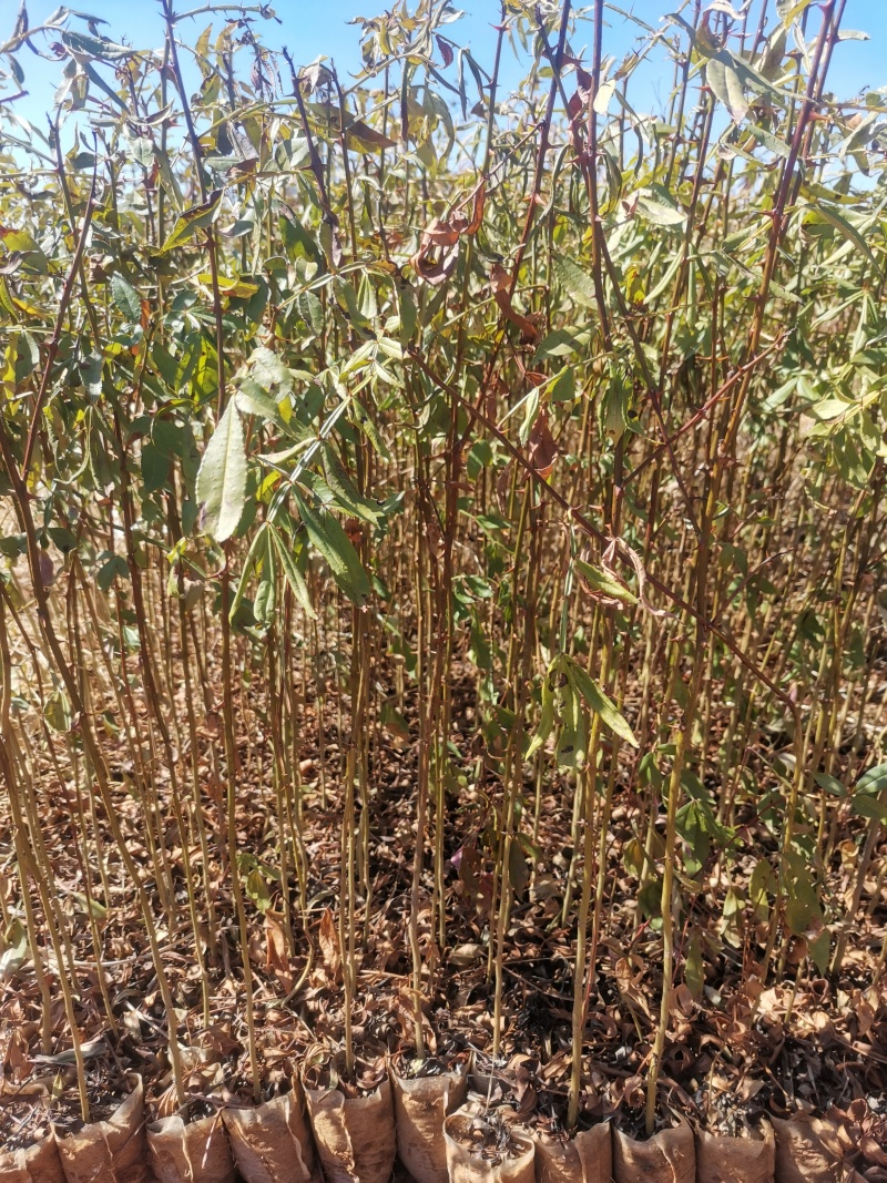 九叶青花椒袋装苗