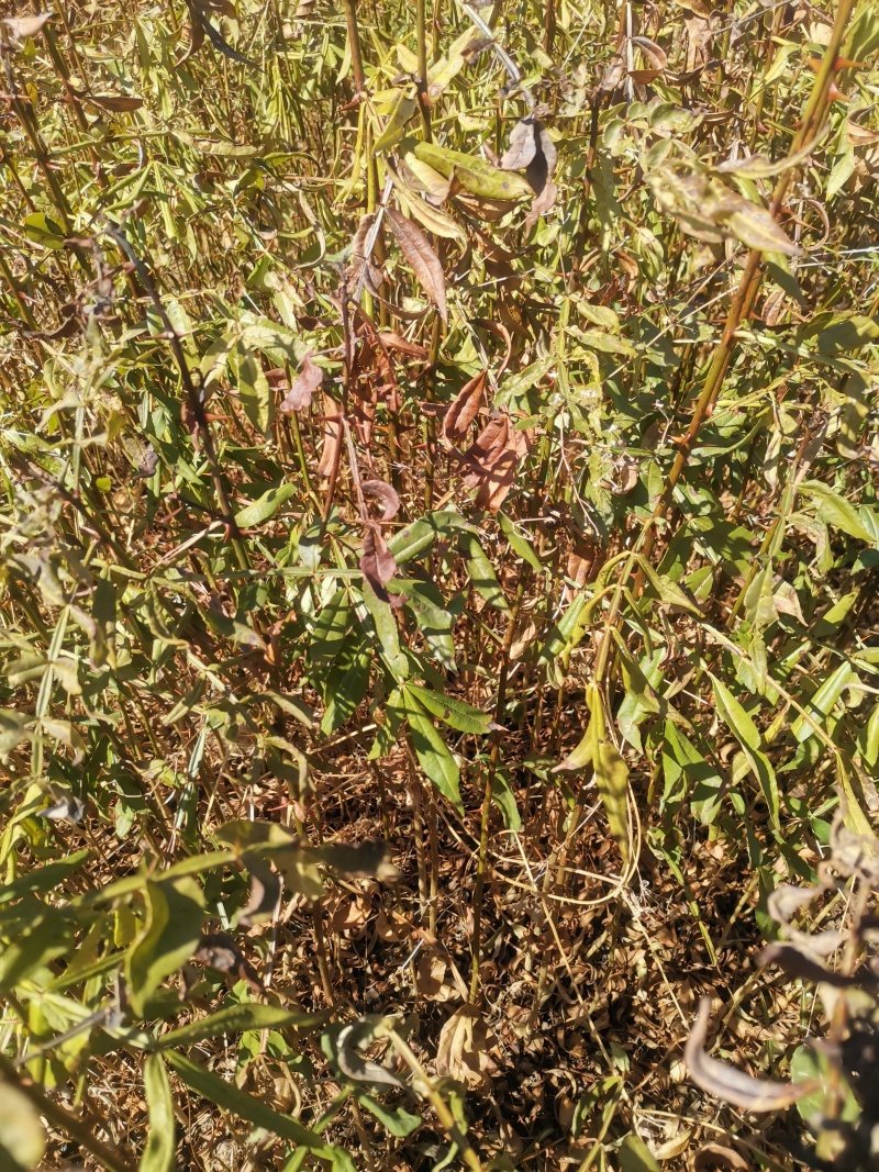 九叶青花椒袋装苗