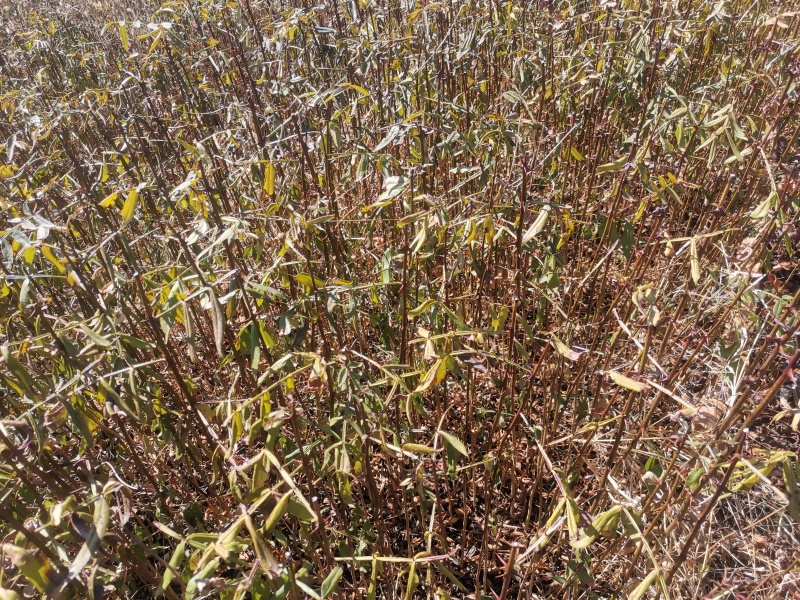 九叶青花椒袋装苗
