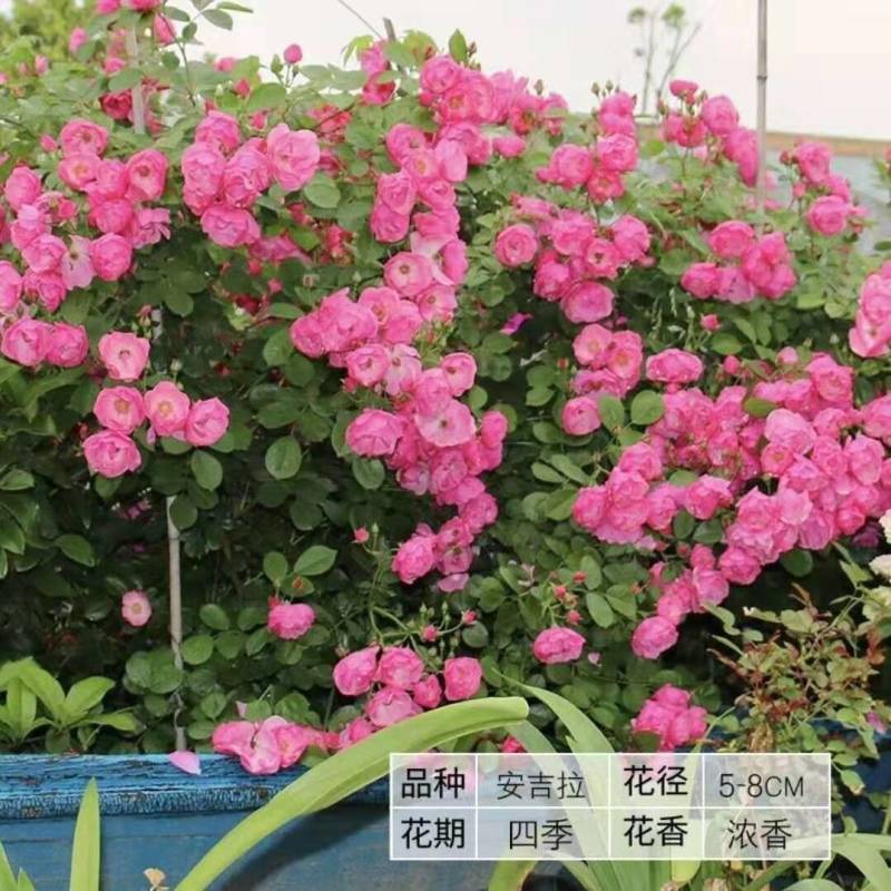 藤本红色蔷薇花苗龙沙庆典爬藤月季大苗花墙拱门造型用