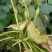 优质早菱角