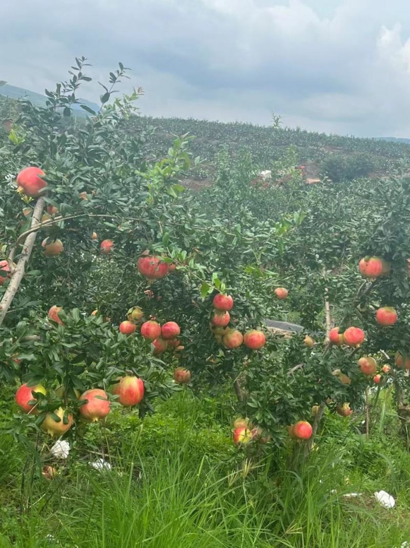 突尼斯软籽石榴苗，种植基地直发根系发达，品质保证石榴树