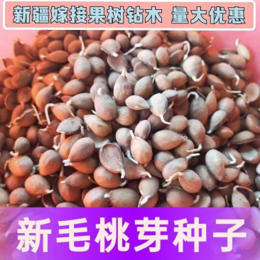 【包邮】毛桃种子毛桃仁桃种子毛桃种子山桃种子