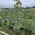 秋枫（重阳木）各种规格齐全，原生苗1.5-2米，移植苗