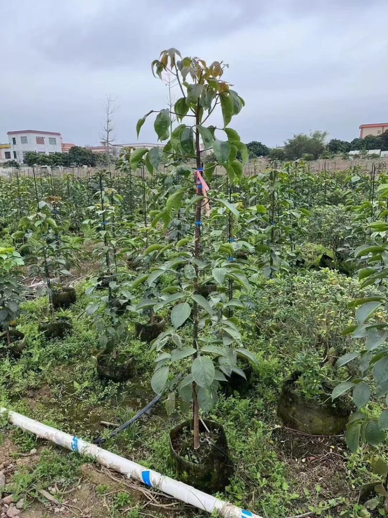 秋枫（重阳木）各种规格齐全，原生苗1.5-2米，移植苗