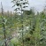 秋枫（重阳木）各种规格齐全，原生苗1.5-2米，移植苗