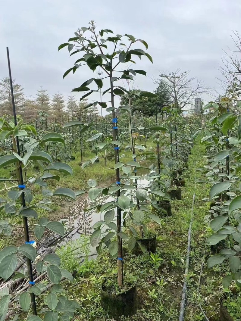 秋枫（重阳木）各种规格齐全，原生苗1.5-2米，移植苗
