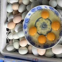 湖北省钟祥市农家山林散养土鸡蛋自产自销