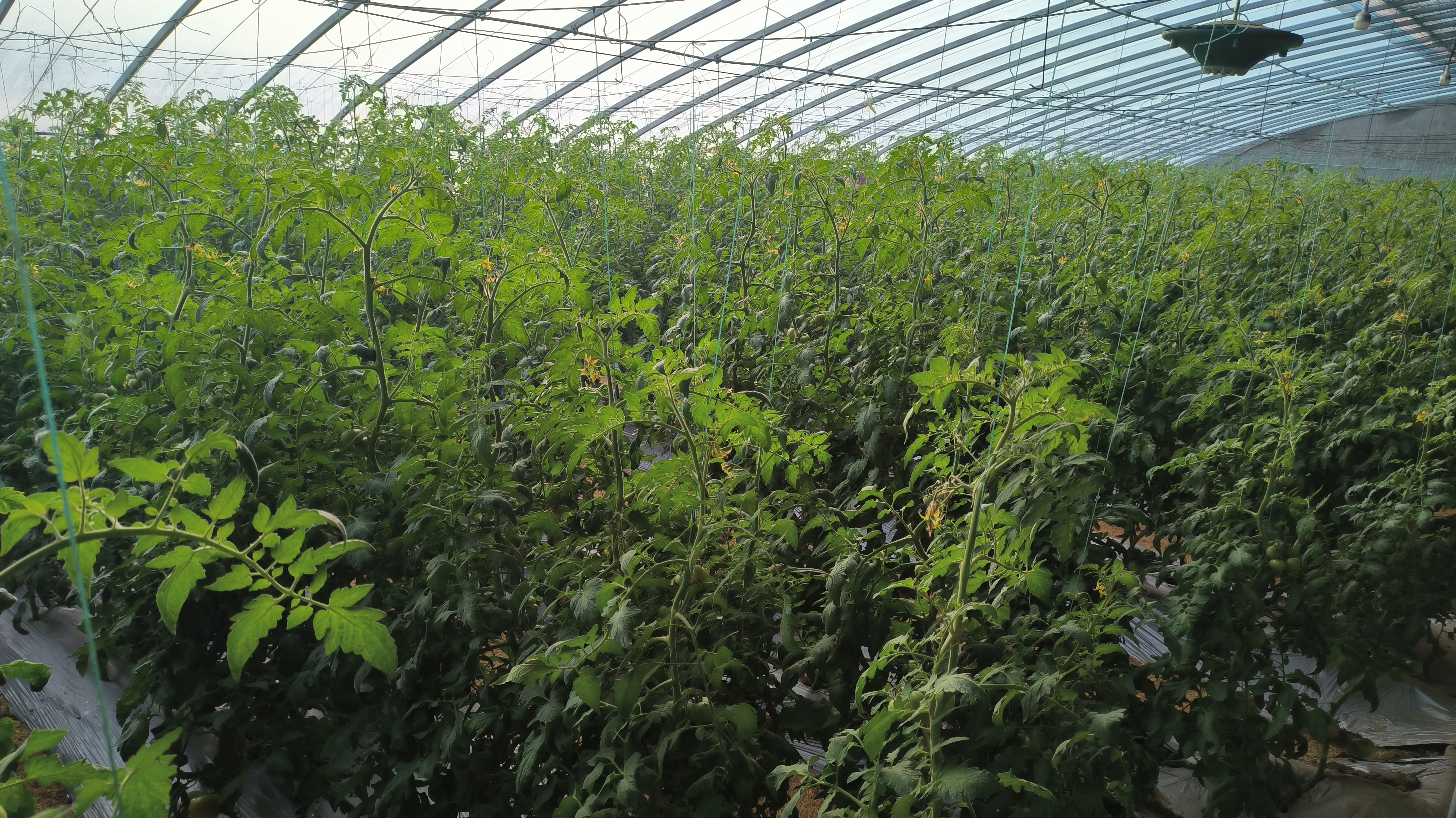 千禧圣女果幼苗