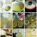 正宗房县黄酒农家酿造