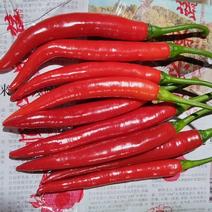 红辣椒大量供应，产地直供，欢迎老板来合作