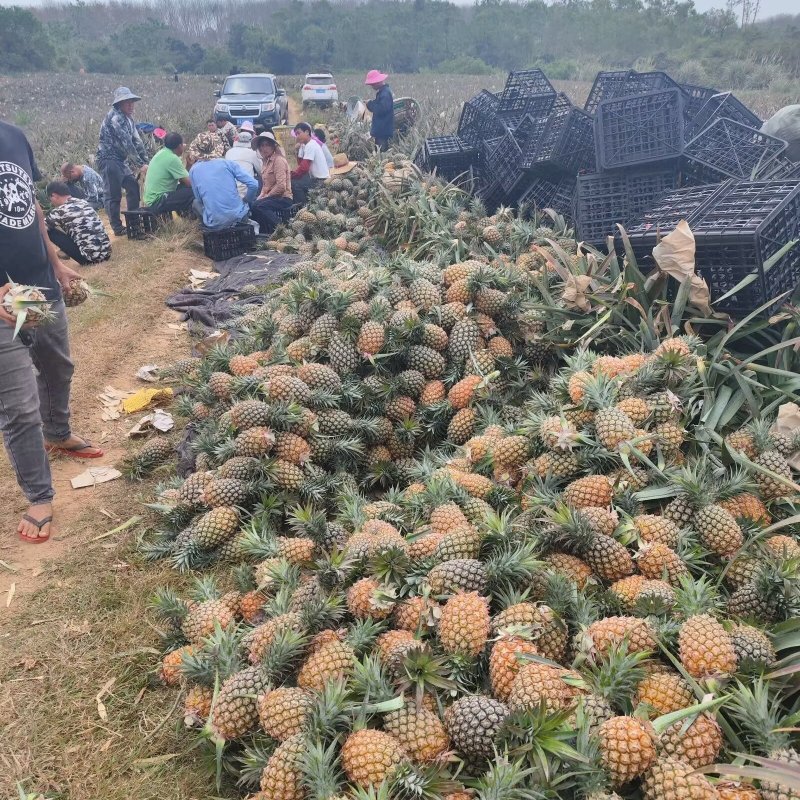 海南金钻凤梨17号口感好货源充足对接电商货市场货