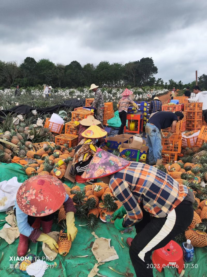 海南金钻凤梨17号口感好货源充足对接电商货市场货