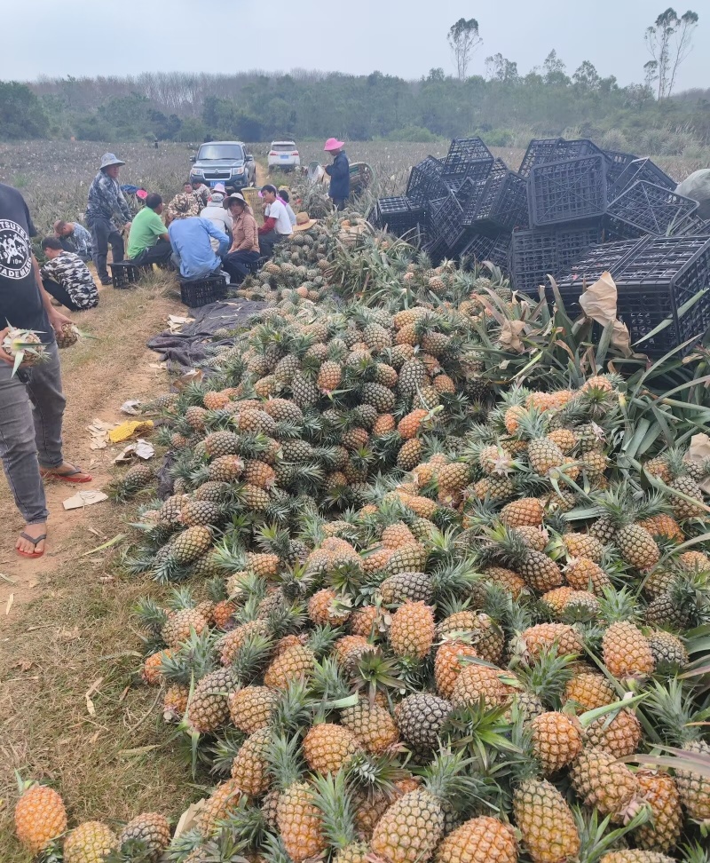 海南金钻凤梨17号口感好货源充足对接电商货市场货