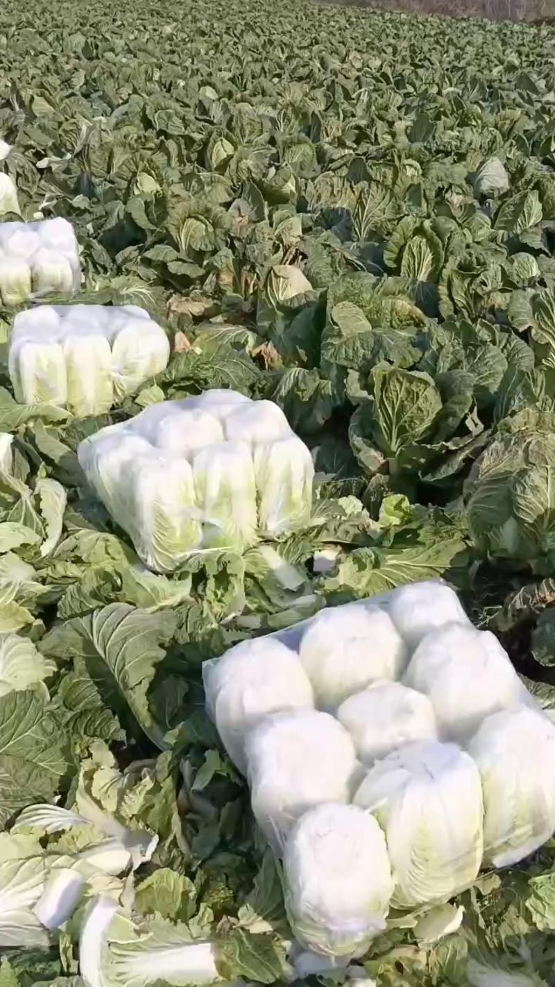 青州黄心大白菜。大量供应全国发货。量大从优