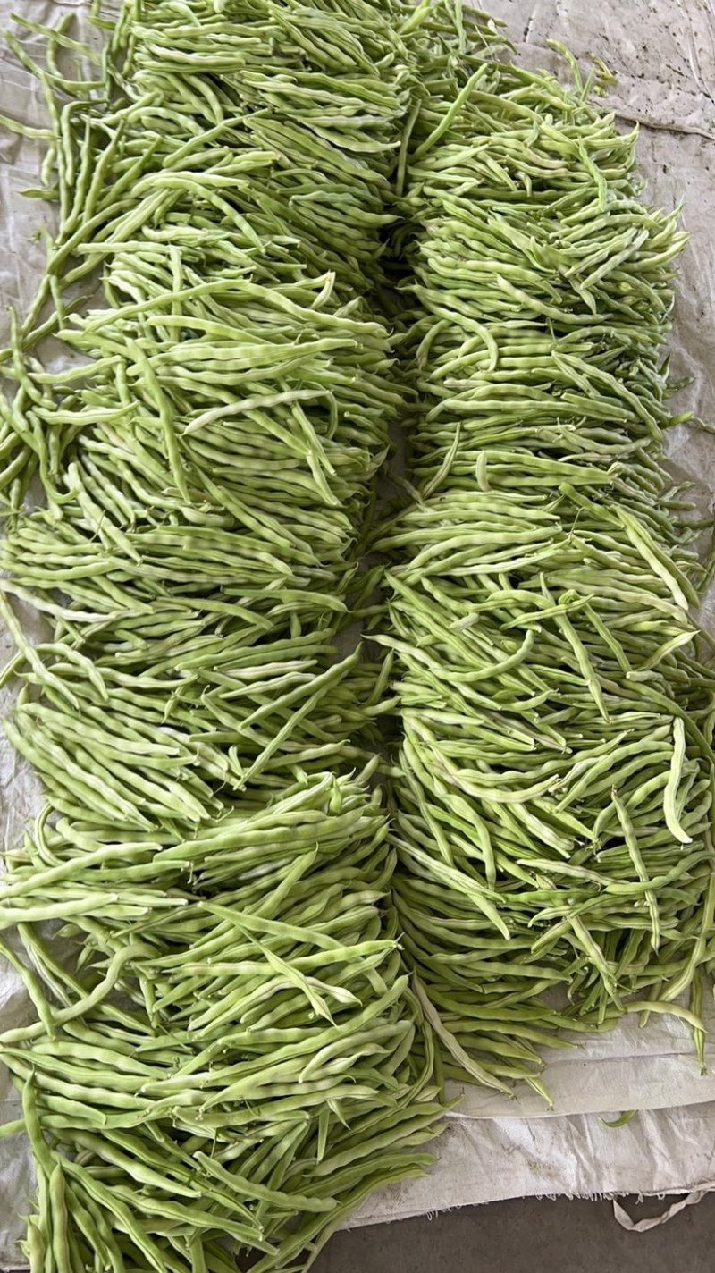 原产地直供精品芸豆上市
