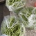 原产地直供精品芸豆上市