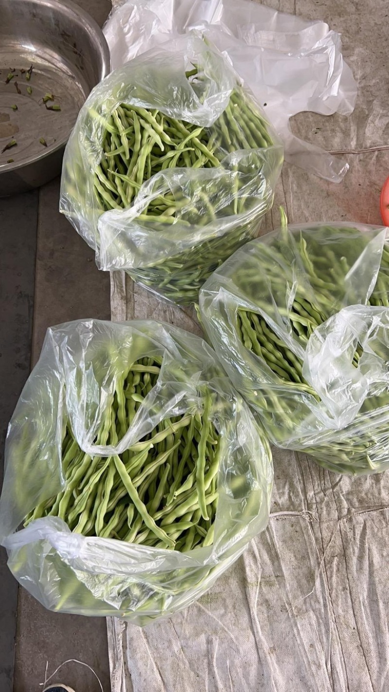 原产地直供精品芸豆上市