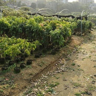 广西荔枝苗无核妃子笑三月红糯米糍荔枝苗带土带叶南北方种植