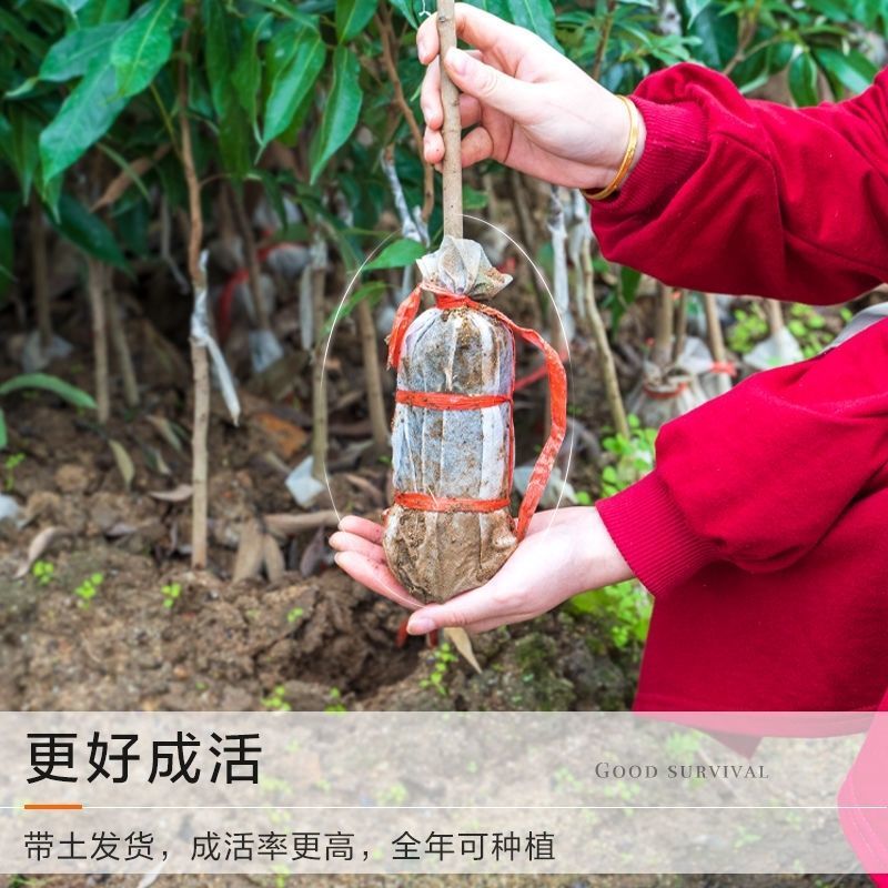 广西荔枝苗无核妃子笑三月红糯米糍荔枝苗带土带叶南北方种植
