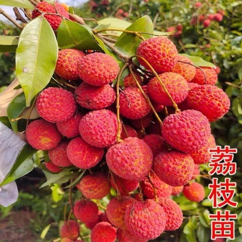 广西荔枝苗无核妃子笑三月红糯米糍荔枝苗带土带叶南北方种植