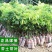 广西荔枝苗无核妃子笑三月红糯米糍荔枝苗带土带叶南北方种植