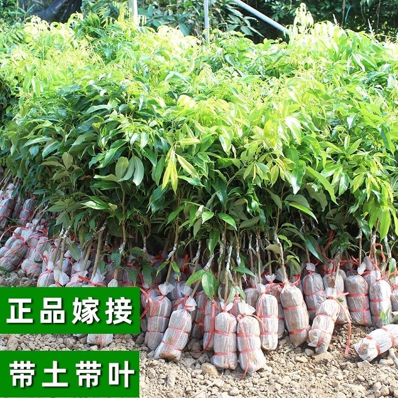 广西荔枝苗无核妃子笑三月红糯米糍荔枝苗带土带叶南北方种植