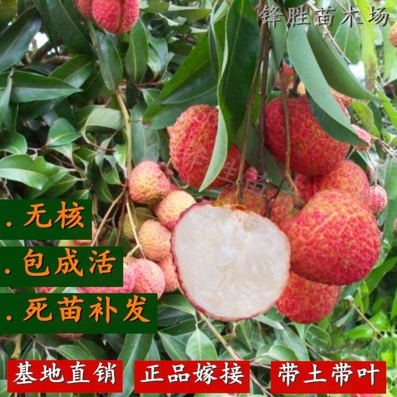 广西荔枝苗无核妃子笑三月红糯米糍荔枝苗带土带叶南北方种植