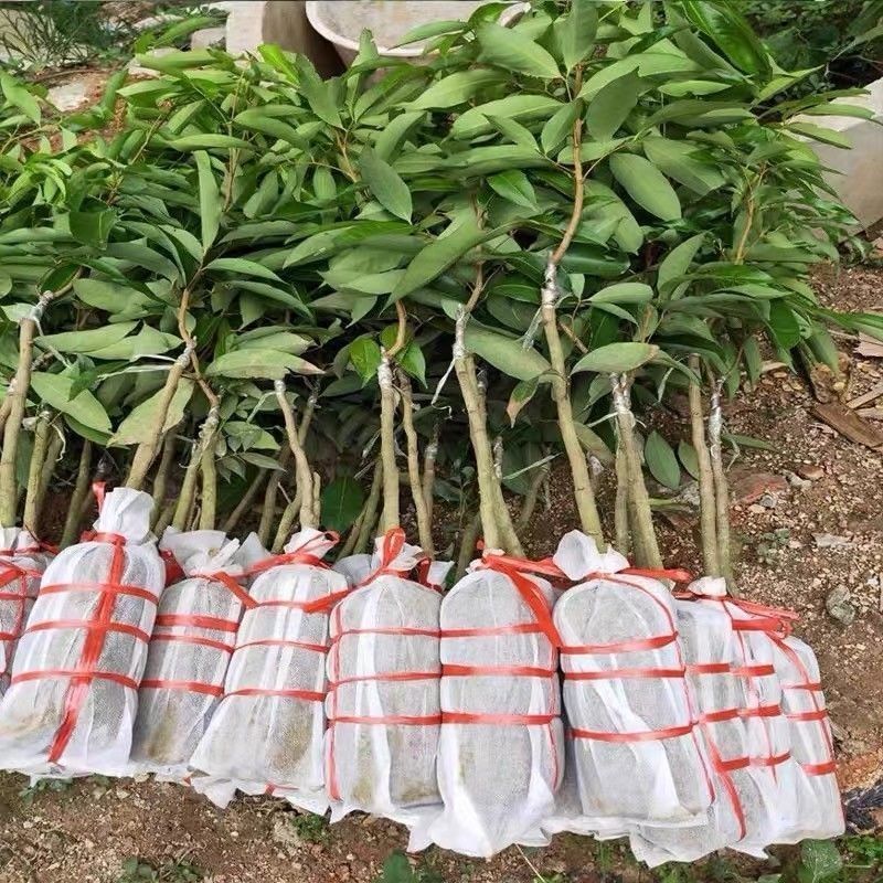 广西荔枝苗无核妃子笑三月红糯米糍荔枝苗带土带叶南北方种植