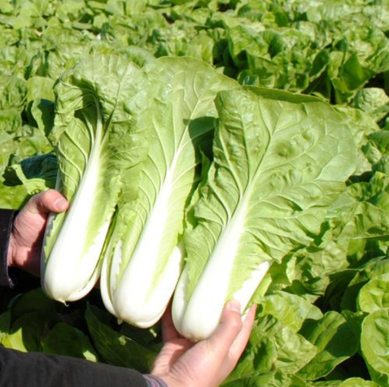 毛白菜《常年供应》快菜，小白菜，现货，阜阳太和县常年供应