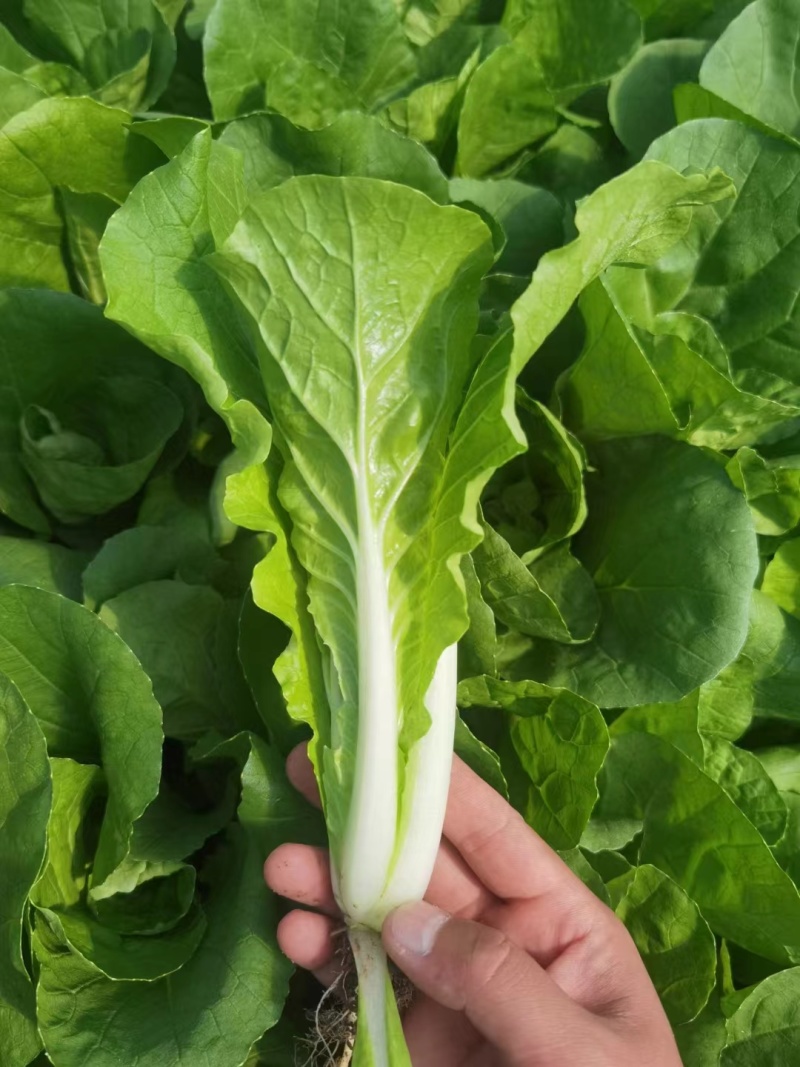 毛白菜《常年供应》快菜，小白菜，现货，阜阳太和县常年供应