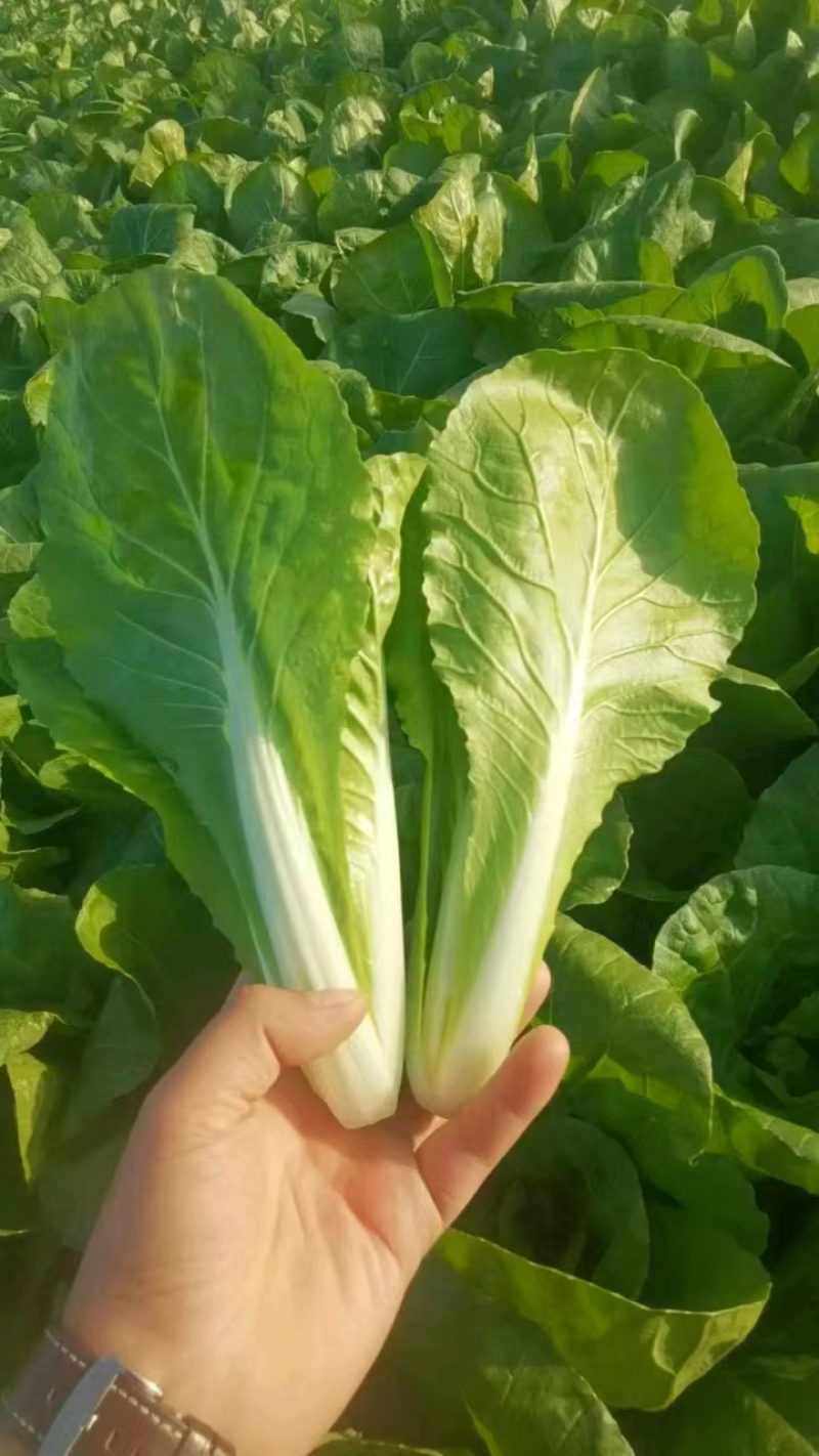 毛白菜《常年供应》快菜，小白菜，现货，阜阳太和县常年供应