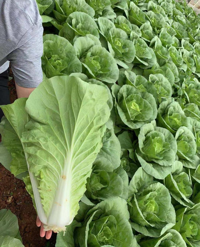 毛白菜《常年供应》快菜，小白菜，现货，阜阳太和县常年供应