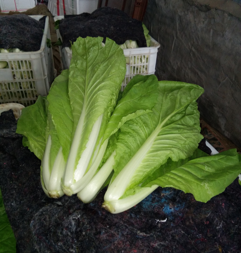 毛白菜《常年供应》快菜，小白菜，现货，阜阳太和县常年供应