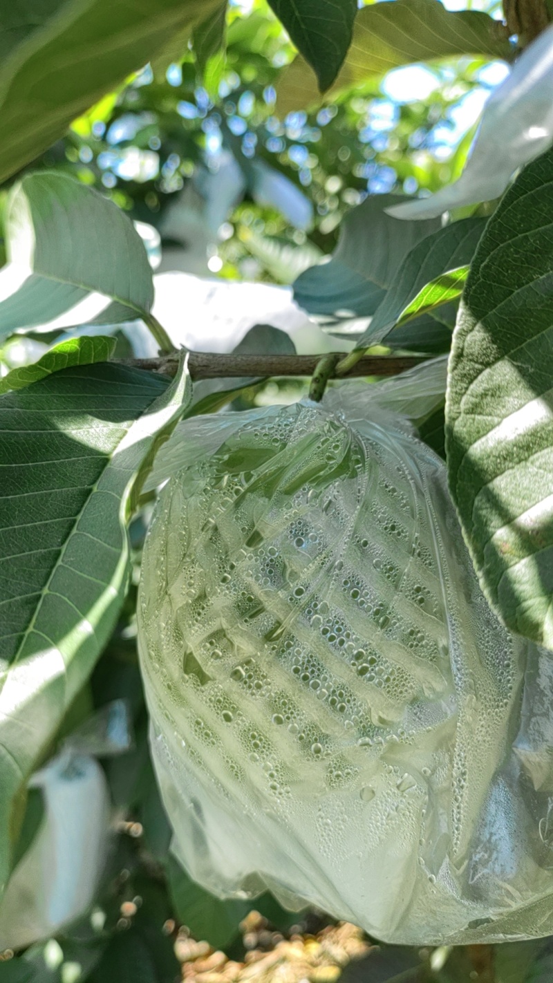 番石榴大量上市品质上乘支持视频看货也可以来电洽谈