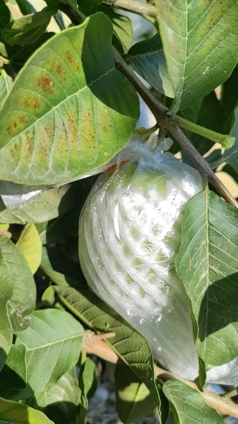 番石榴大量上市品质上乘支持视频看货也可以来电洽谈