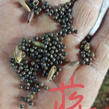 小叶红皮千斤拔，种子和药材产地一手货源供应
