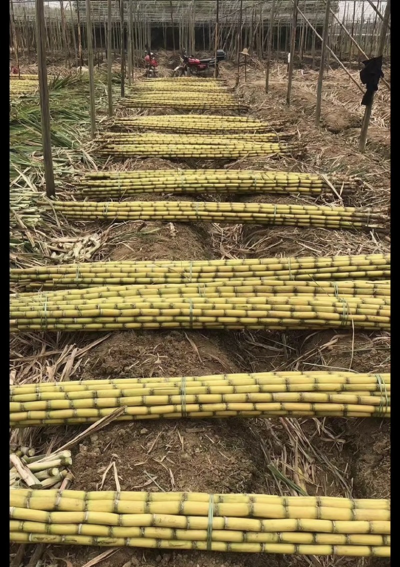 云南西双版纳.黄皮甘蔗大量出货
