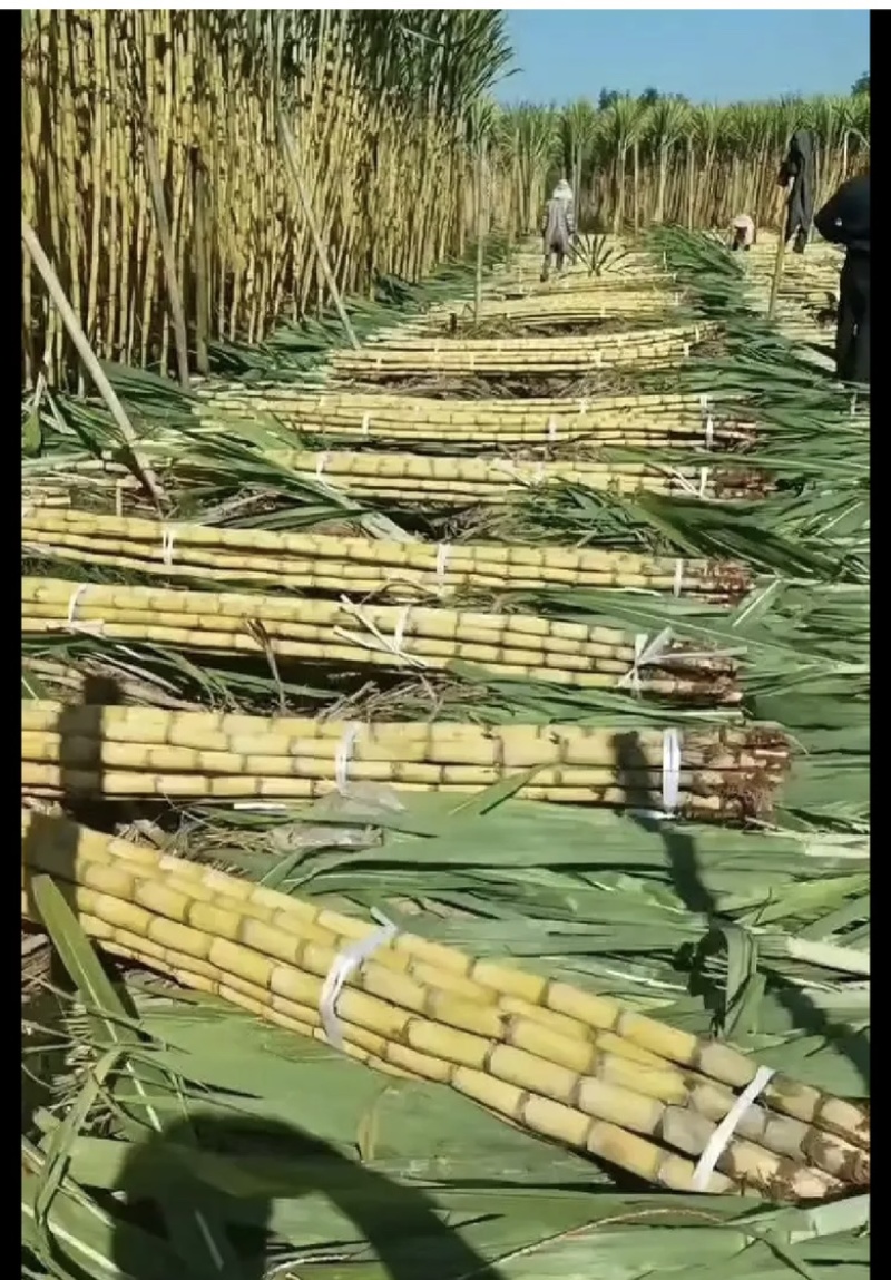 云南西双版纳.黄皮甘蔗大量出货