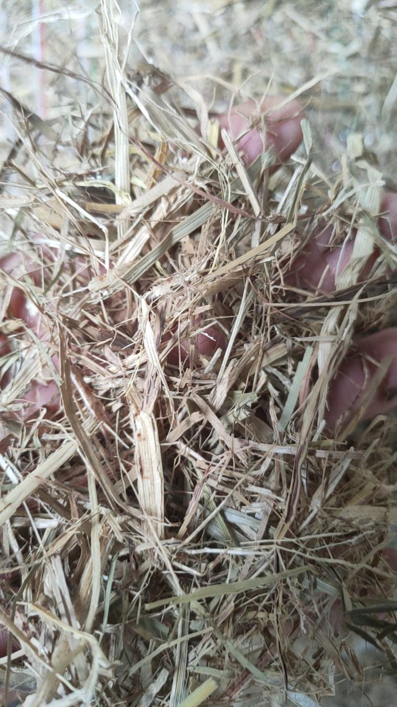 干草牧草甘蔗叶