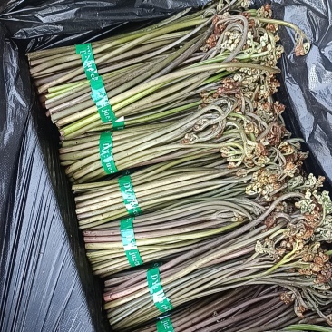 贵州高山精品甜蕨苔大量出货，欢迎老板采购