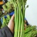 贵州高山精品甜蕨苔大量出货，欢迎老板采购